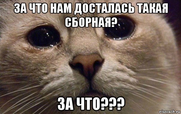 за что нам досталась такая сборная? за что???, Мем   В мире грустит один котик