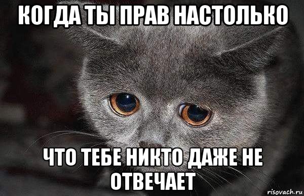 когда ты прав настолько что тебе никто даже не отвечает, Мем  Грустный кот