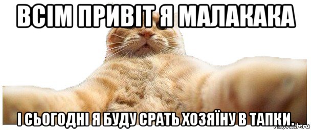 всім привіт я малакака і сьогодні я буду срать хозяїну в тапки., Мем   Кэтсвилл