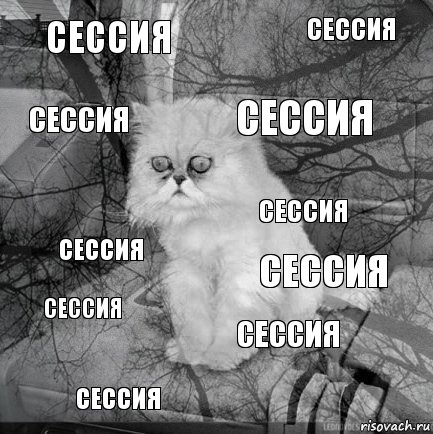 Сессия Сессия Сессия Сессия Сессия Сессия Сессия Сессия Сессия Сессия, Комикс  кот безысходность