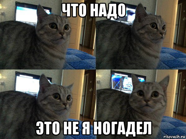 что надо это не я ногадел, Мем  Кот в шоке