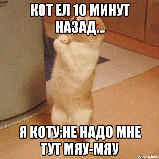 кот ел 10 минут назад... я коту:не надо мне тут мяу-мяу, Мем  котэ молится