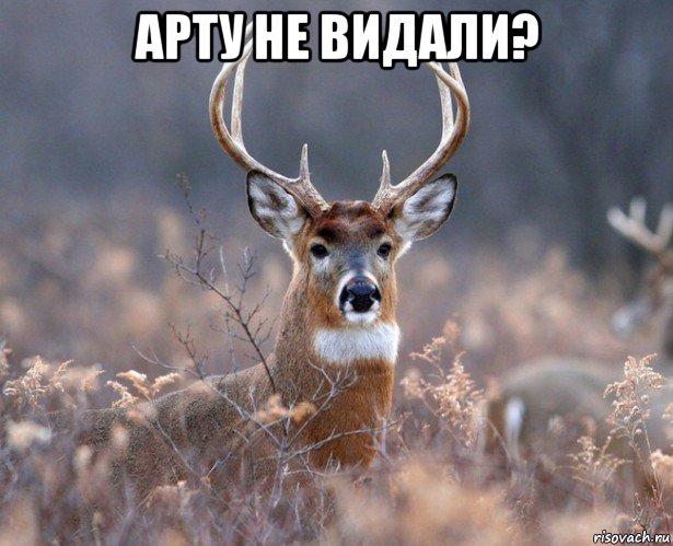 арту не видали? 