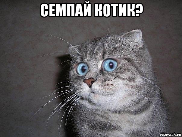 семпай котик? , Мем  удивлённый кот