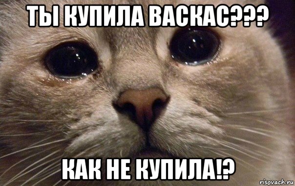 ты купила васкас??? как не купила!?, Мем   В мире грустит один котик