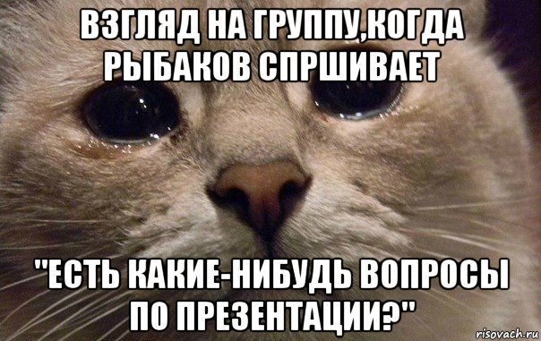 взгляд на группу,когда рыбаков спршивает "есть какие-нибудь вопросы по презентации?", Мем   В мире грустит один котик