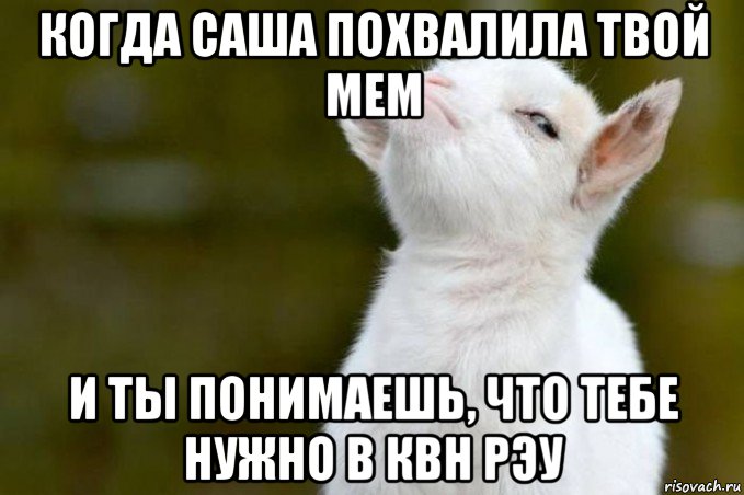 когда саша похвалила твой мем и ты понимаешь, что тебе нужно в квн рэу, Мем  Гордый козленок