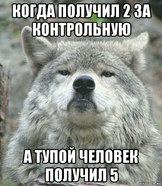 когда получил 2 за контрольную а тупой человек получил 5, Мем    Гордый волк