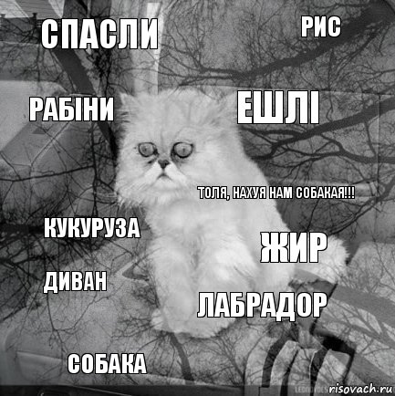 спасли жир Ешлі собака кукуруза рис лабрадор Рабіни диван ТОля, нахуя нам собакая!!!, Комикс  кот безысходность