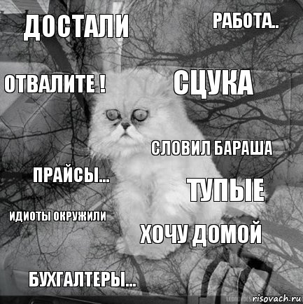 достали Тупые Сцука Бухгалтеры... прайсы... работа.. Хочу домой отвалите ! Идиоты окружили словил бараша, Комикс  кот безысходность