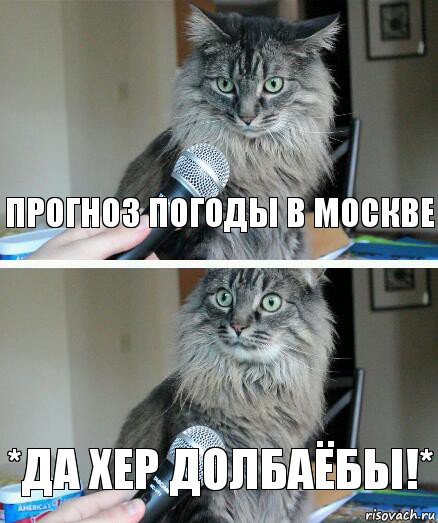 прогноз погоды в москве *да хер долбаёбы!*, Комикс  кот с микрофоном