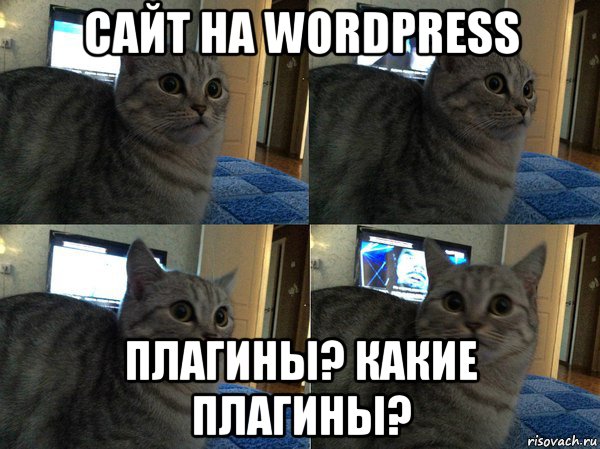 сайт на wordpress плагины? какие плагины?, Мем  Кот в шоке