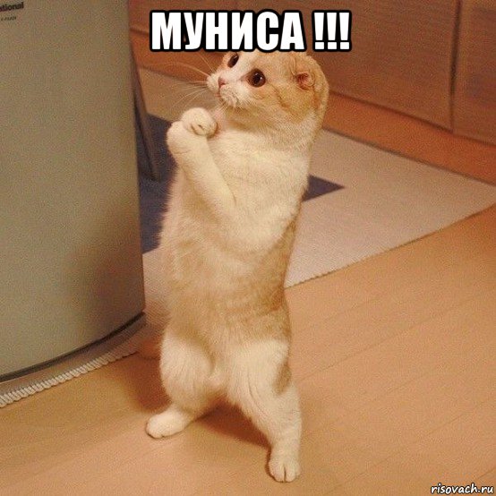 муниса !!! , Мем  котэ молится