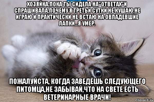 хозяйка,пока ты сидела на"ответах"и спрашивала,почему я третьи сутки не кушаю,не играю и практически не встаю на овладевшие лапки...я умер. пожалуйста, когда заведёшь следующего питомца,не забывай,что на свете есть ветеринарные врачи!