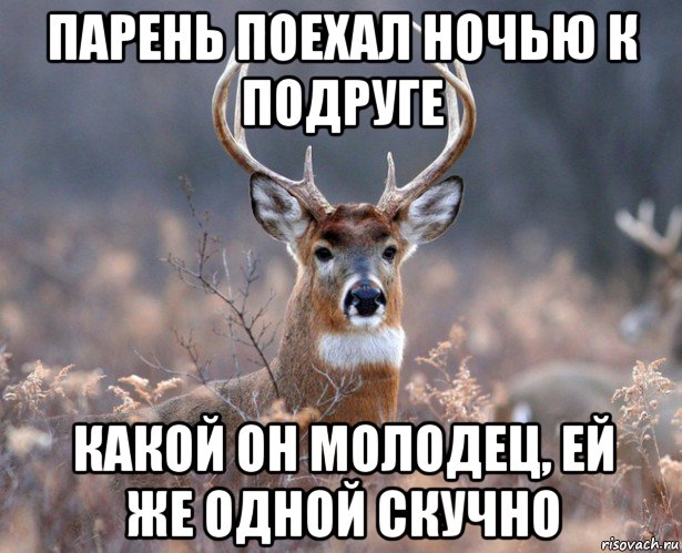 парень поехал ночью к подруге какой он молодец, ей же одной скучно, Мем   Наивный олень