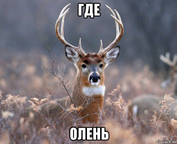 где олень