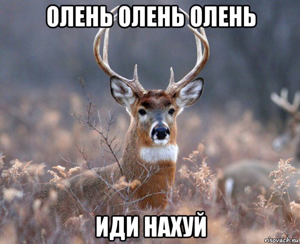 олень олень олень иди нахуй