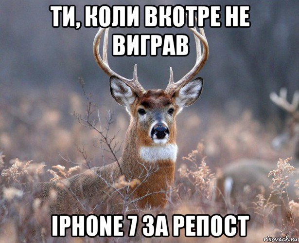 ти, коли вкотре не виграв iphone 7 за репост, Мем   Наивный олень