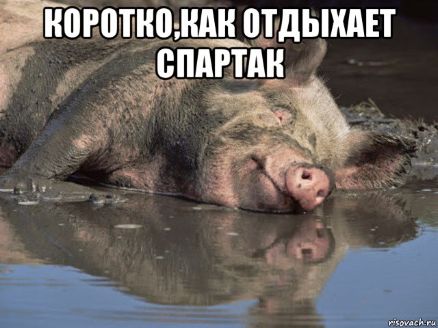 Свинтус мем. Страшный Свинтус придет.