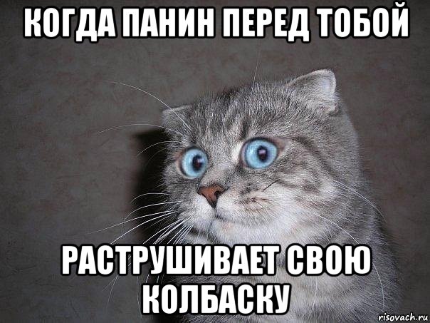 когда панин перед тобой раструшивает свою колбаску, Мем  удивлённый кот