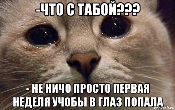 -что с табой??? - не ничо просто первая неделя учобы в глаз попала, Мем   В мире грустит один котик