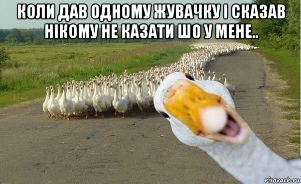 коли дав одному жувачку і сказав нікому не казати шо у мене.. , Мем гуси