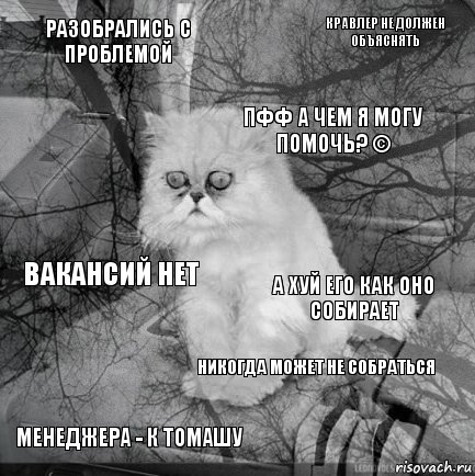 разобрались с проблемой а хуй его как оно собирает пфф а чем я могу помочь? © менеджера - к Томашу вакансий нет кравлер не должен объяснять никогда может не собраться   , Комикс  кот безысходность