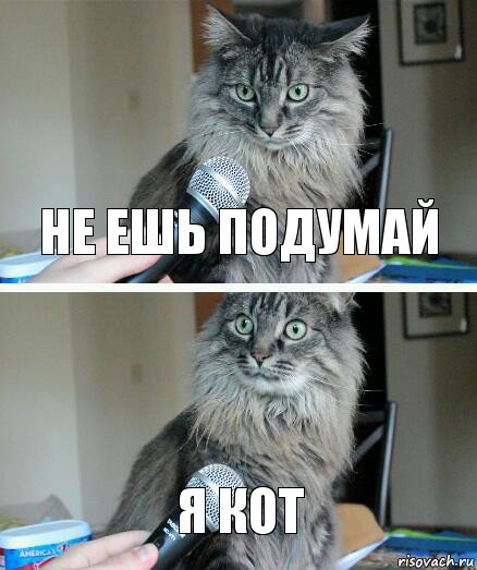 не ешь подумай я кот, Комикс  кот с микрофоном