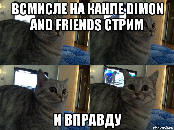 всмисле на канле dimon and friends стрим и вправду, Мем  Кот в шоке