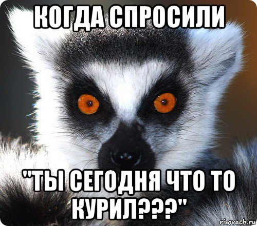 когда спросили "ты сегодня что то курил???", Мем лемур