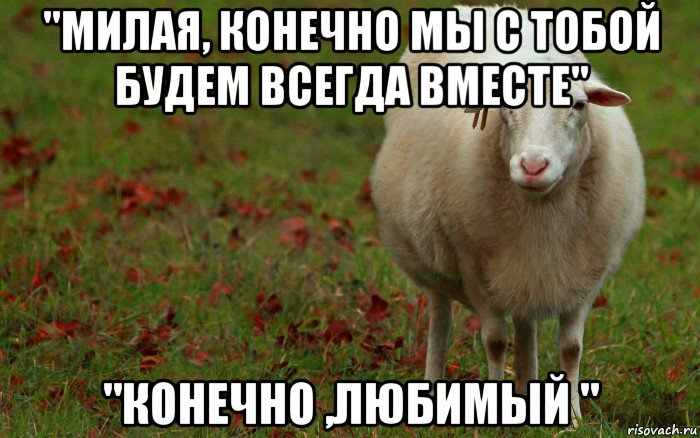 "милая, конечно мы с тобой будем всегда вместе" "конечно ,любимый ", Мем  наивная овца