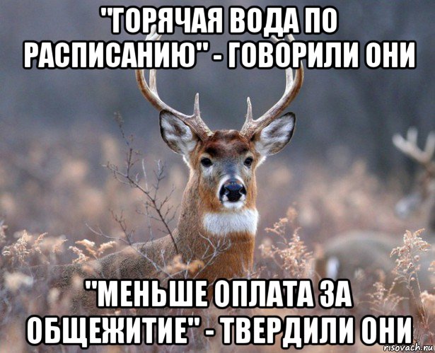 "горячая вода по расписанию" - говорили они "меньше оплата за общежитие" - твердили они, Мем   Наивный олень