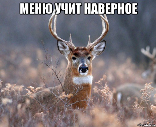 меню учит наверное 