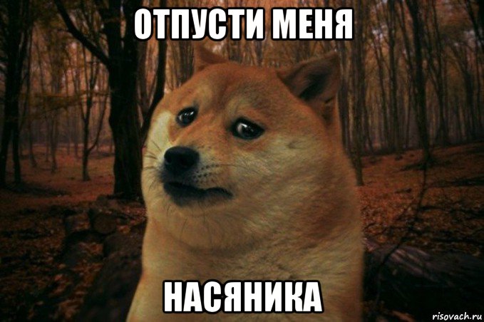 отпусти меня насяника, Мем SAD DOGE