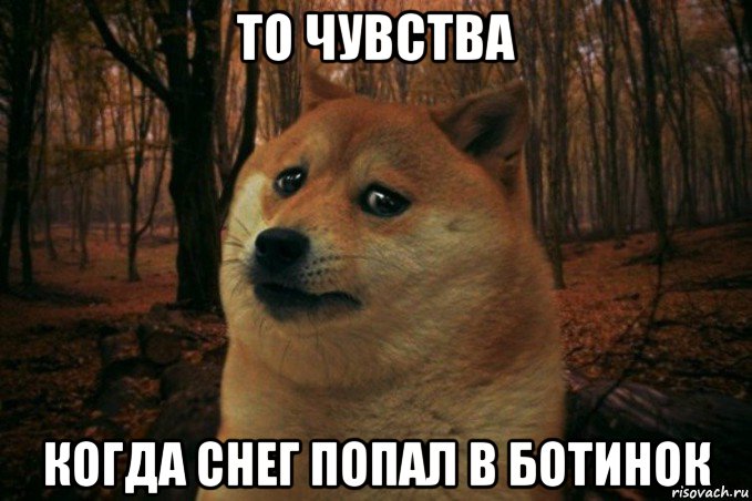 то чувства когда снег попал в ботинок, Мем SAD DOGE