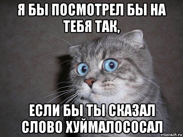 я бы посмотрел бы на тебя так, если бы ты сказал слово хуймалососал, Мем  удивлённый кот