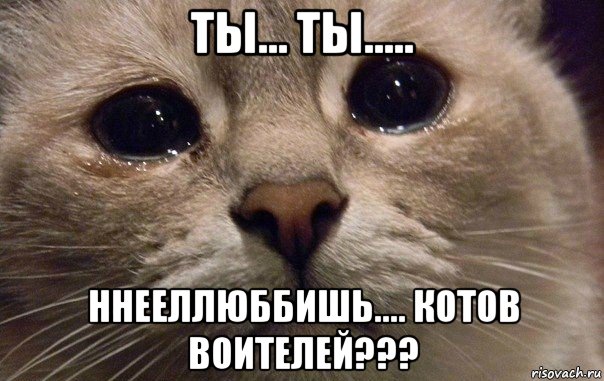 ты... ты..... ннееллюббишь.... котов воителей???, Мем   В мире грустит один котик