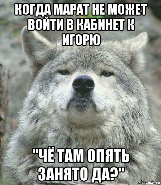 когда марат не может войти в кабинет к игорю "чё там опять занято да?", Мем    Гордый волк