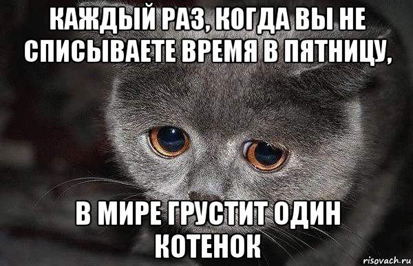 каждый раз, когда вы не списываете время в пятницу, в мире грустит один котенок, Мем  Грустный кот