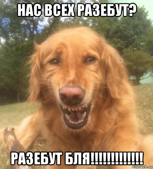 нас всех разебут? разебут бля!!!!!!!!!!!!!, Мем   Когда увидел что соседского кота отнесли в чебуречную