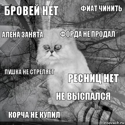 бровей нет ресниц нет форда не продал корча не купил пушка не стреляет фиат чинить не выспался алена занята  , Комикс  кот безысходность