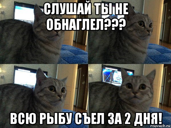 слушай ты не обнаглел??? всю рыбу съел за 2 дня!, Мем  Кот в шоке