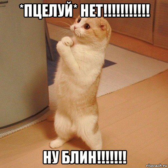 *пцелуй* нет!!!!!!!!!!! ну блин!!!!!!!, Мем  котэ молится