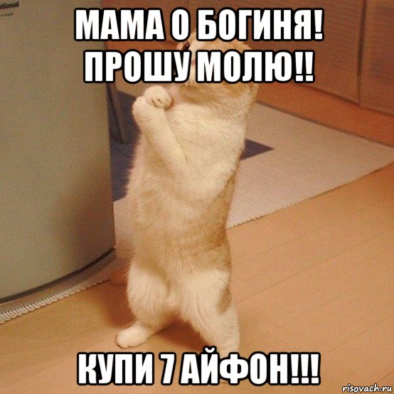 мама о богиня! прошу молю!! купи 7 айфон!!!, Мем  котэ молится