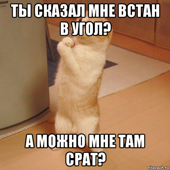 ты сказал мне встан в угол? а можно мне там срат?