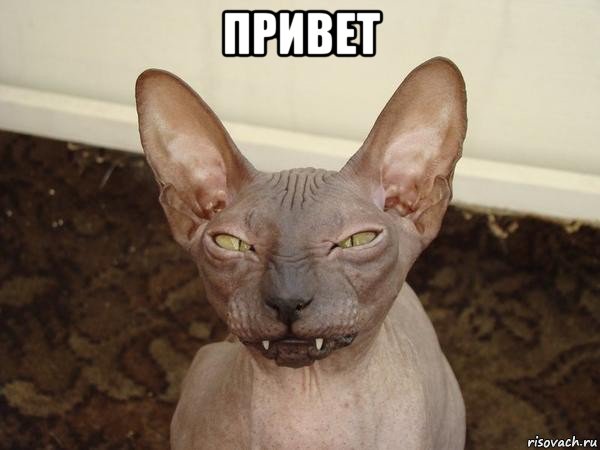 привет , Мем  Злой котик