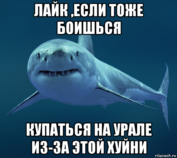 Мемы про акул. Акула Мем. Пон Мем с акулой.
