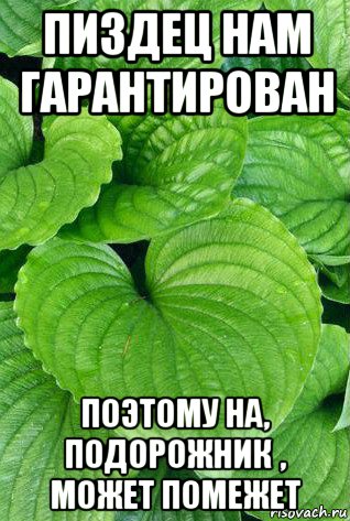 Мем Про Подорожник