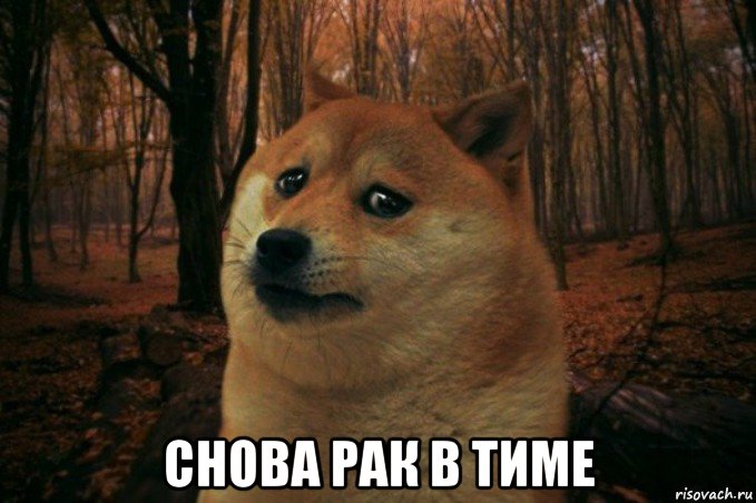  снова рак в тиме, Мем SAD DOGE