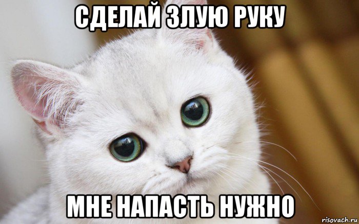 Включи 1 кота